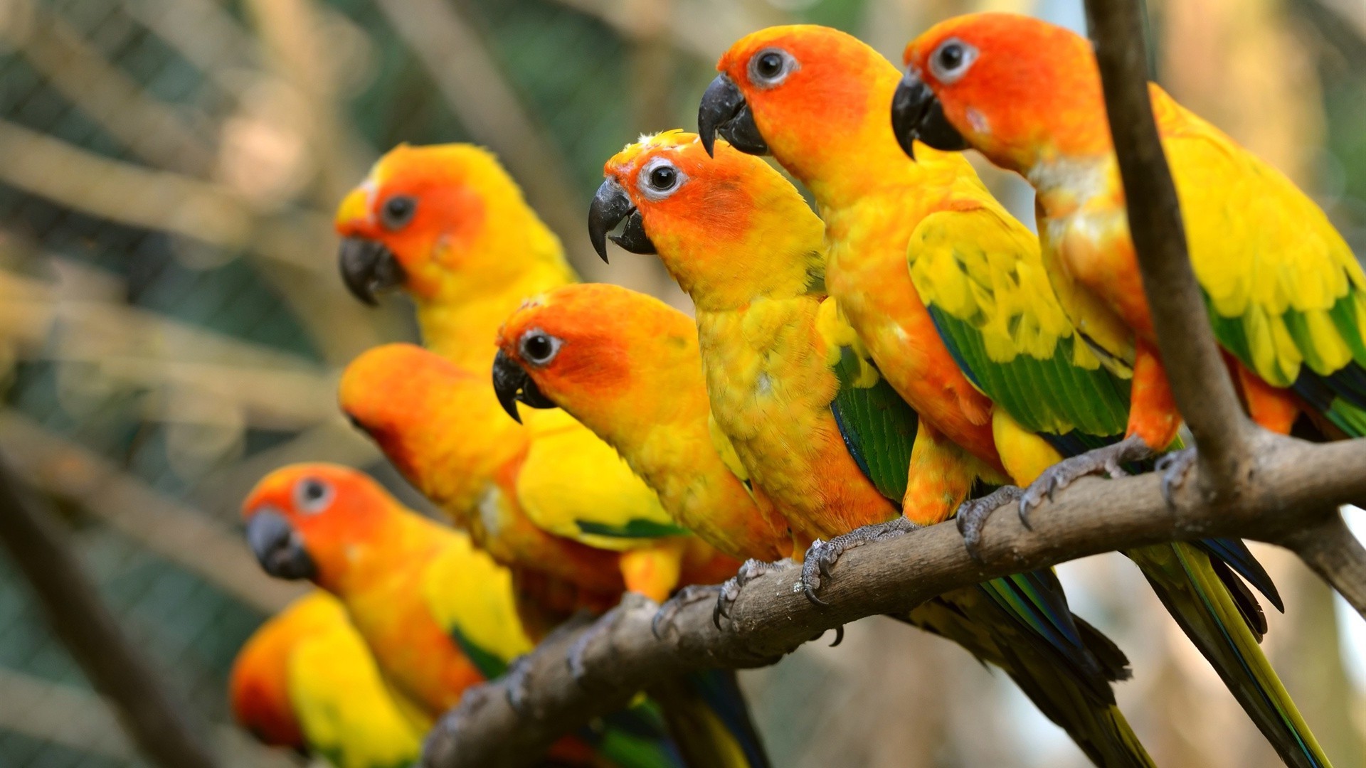 природа животные попугай без смс