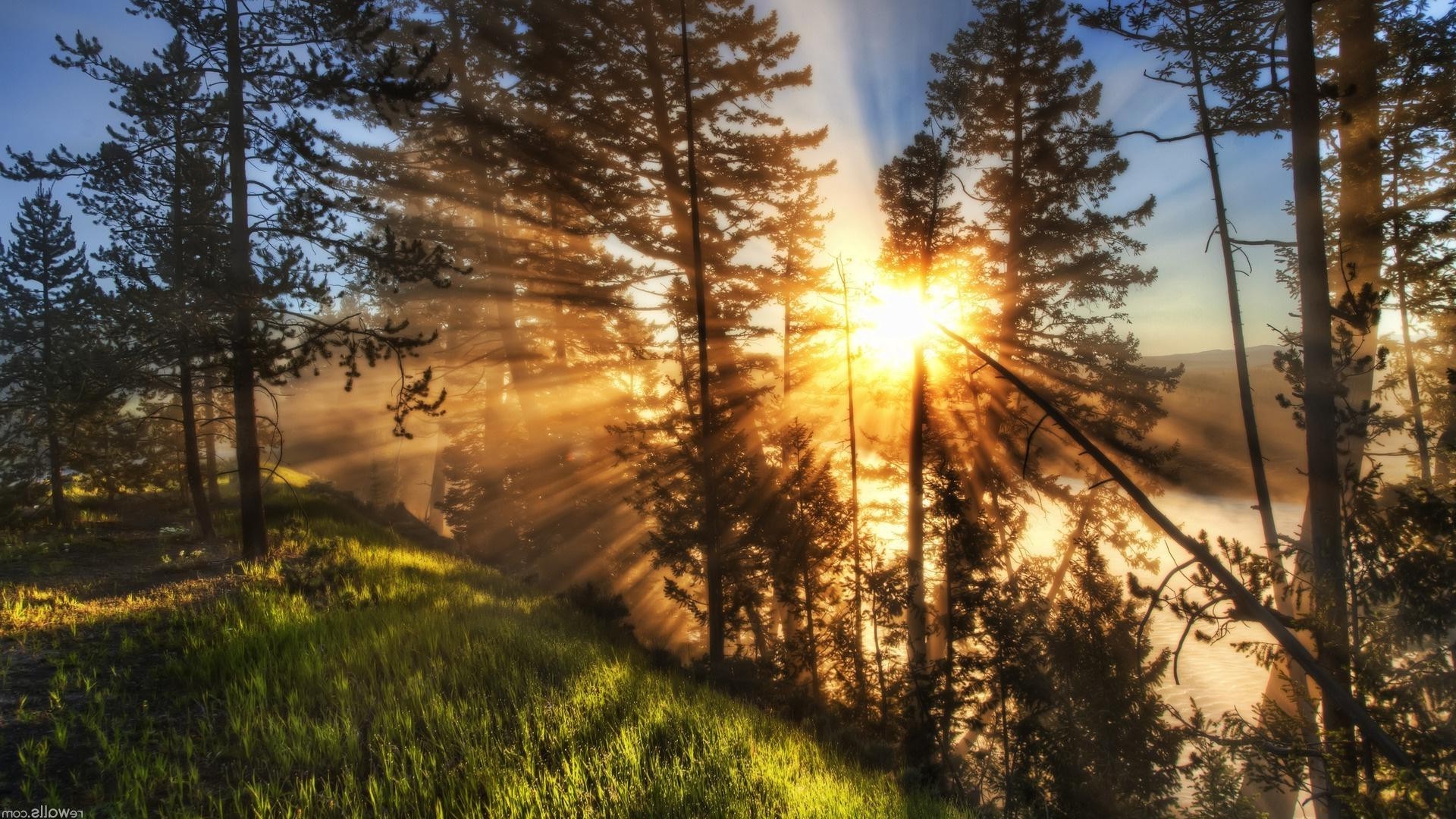 landschaft holz holz landschaft natur dämmerung sonne gutes wetter nebel kiefer nebel jahreszeit sonnenuntergang licht im freien herbst park hell himmel zweig