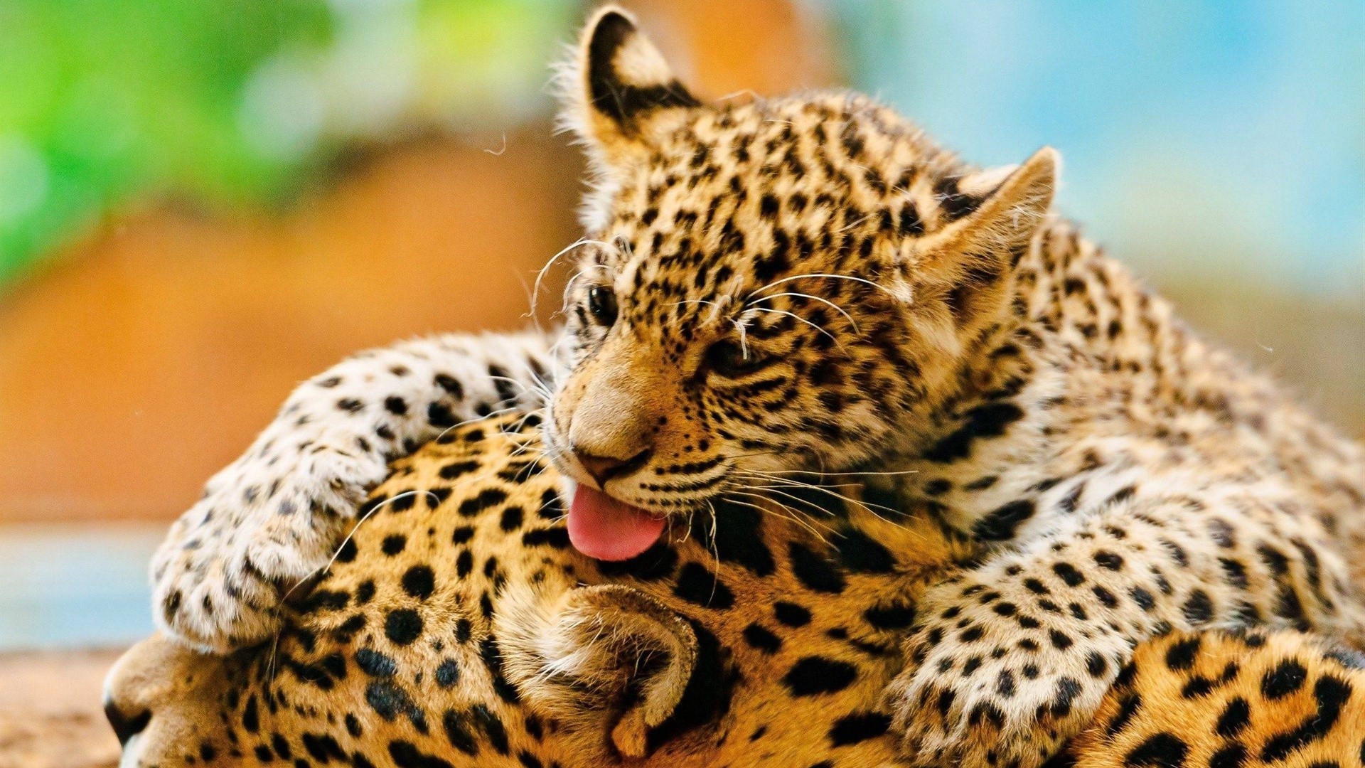 animais gato vida selvagem mamífero animal pele leopardo jardim zoológico predador chita natureza selvagem caçador comedor de carne safari