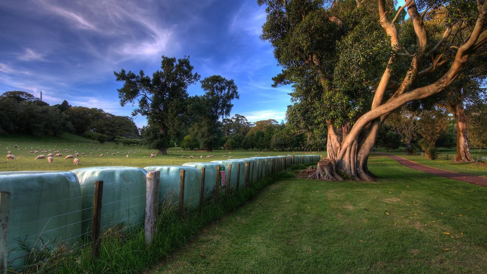 árboles árbol paisaje hierba al aire libre viajes naturaleza cielo madera parque agua