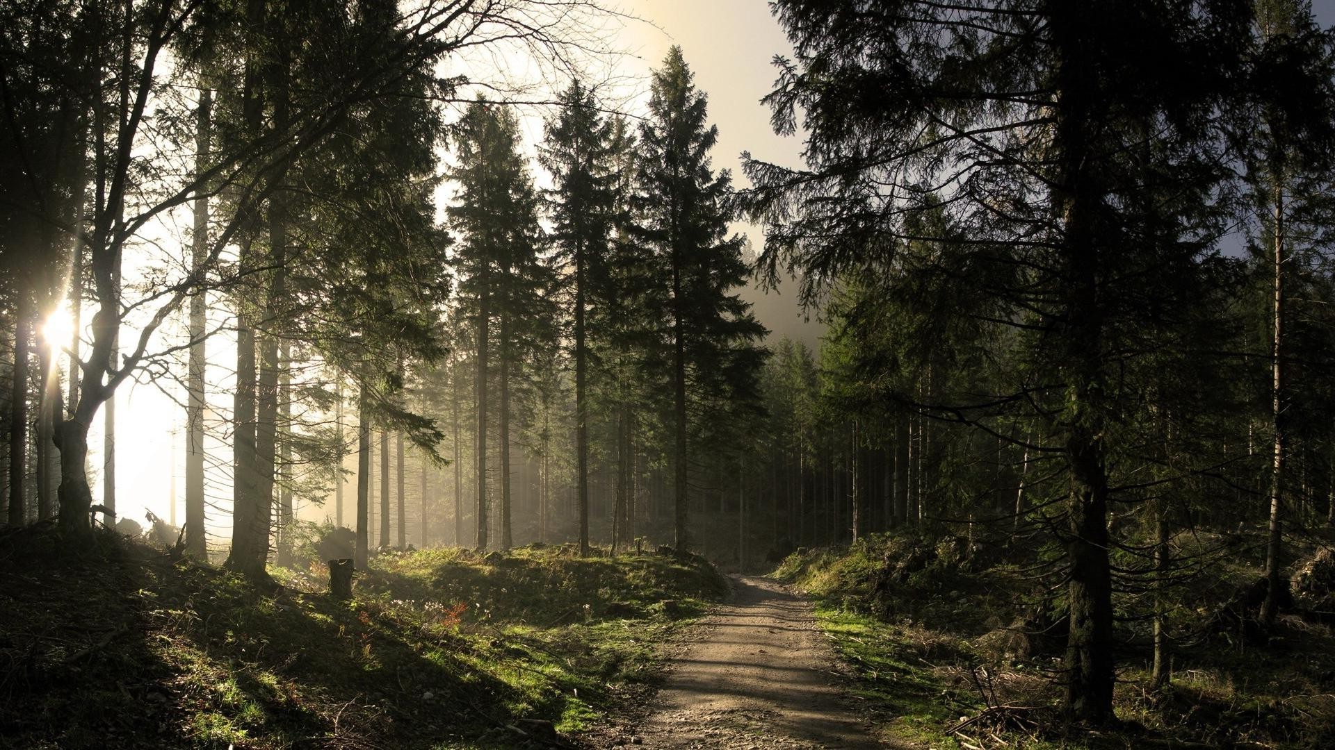 the sunset and sunrise tree wood fog landscape nature mist dawn outdoors leaf light conifer sun fall park fair weather road guidance scenic environment