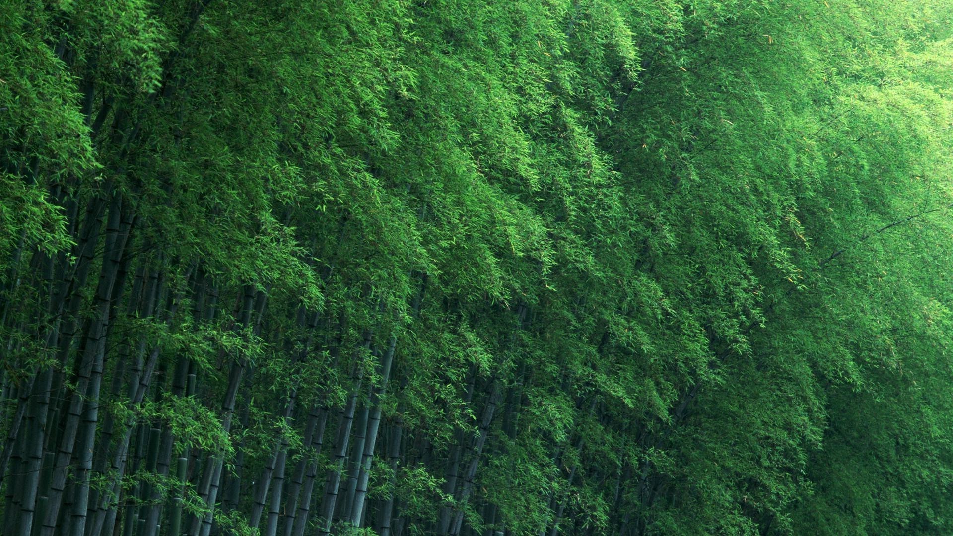 bosque hoja escritorio madera exuberante naturaleza madera textura al aire libre papel pintado paisaje