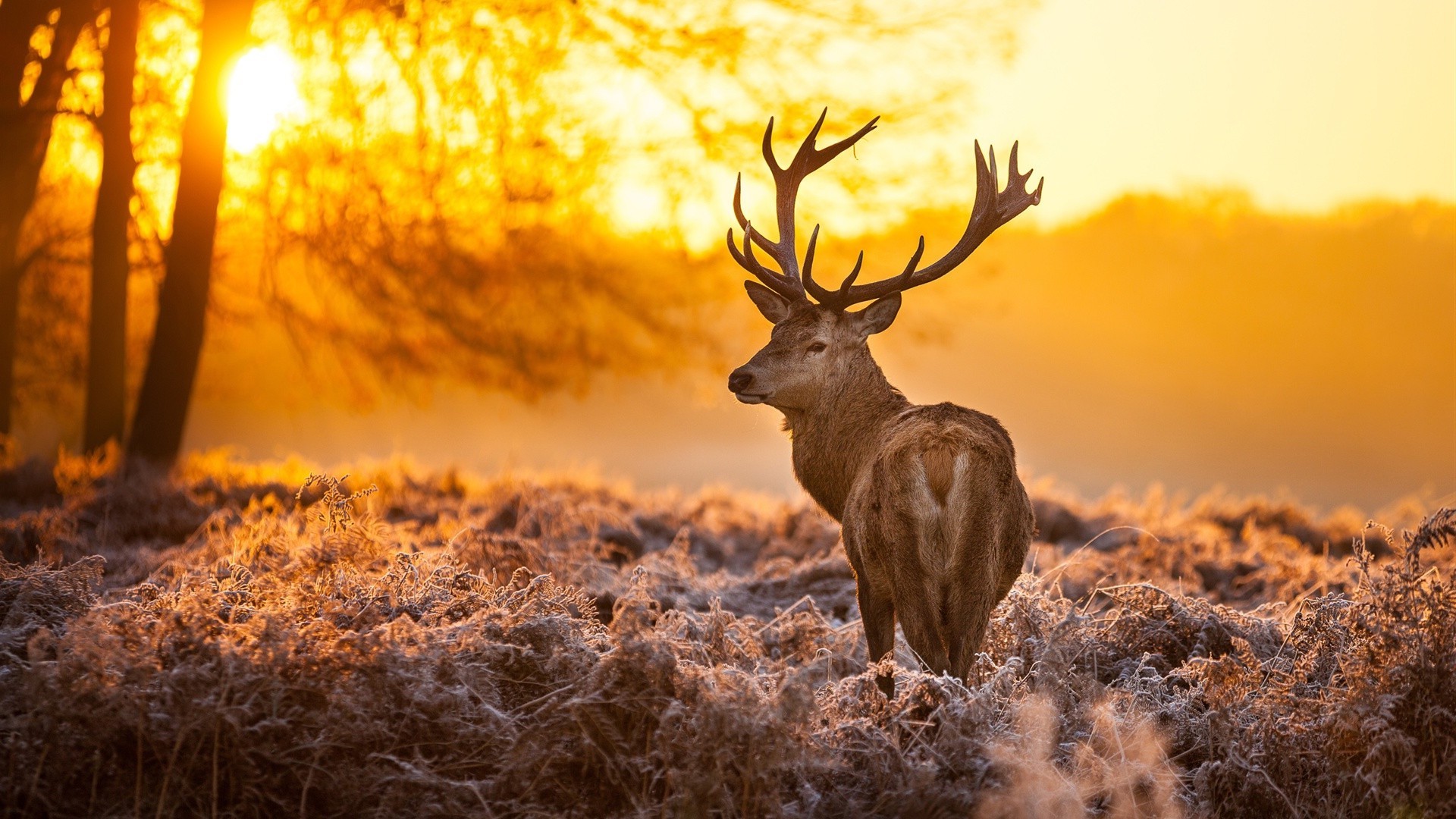 cerf nature à l extérieur coucher de soleil bois aube