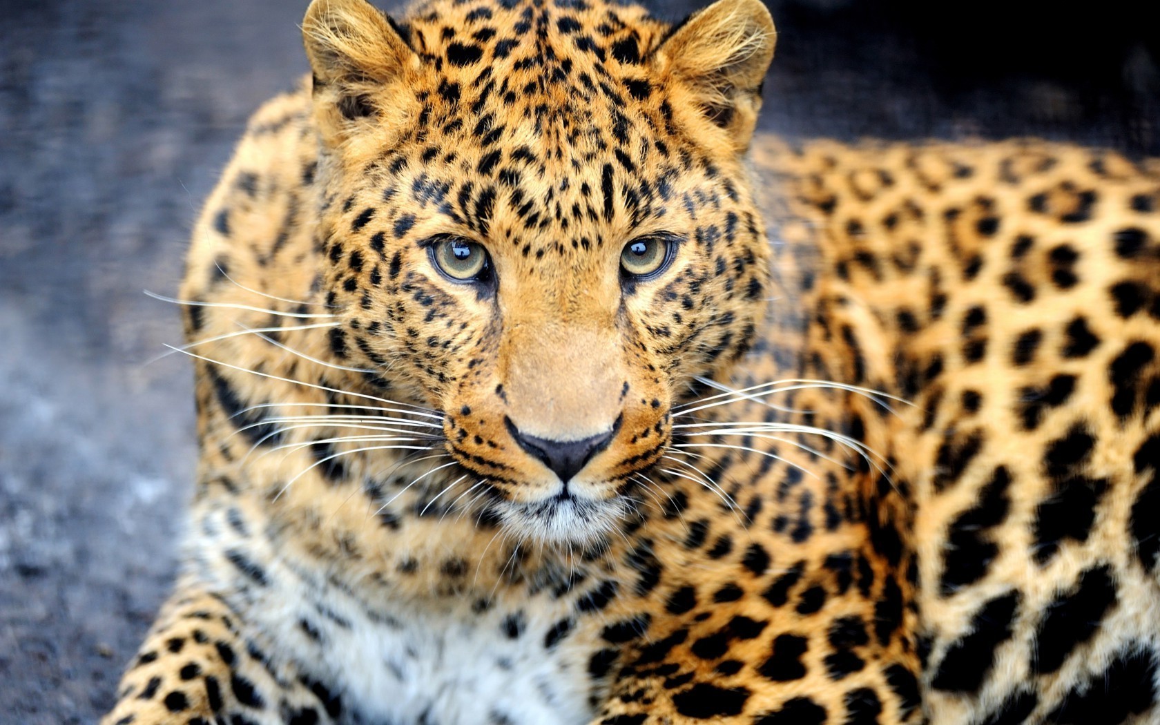 animaux chat faune mammifère léopard prédateur animal mangeur de viande zoo chasseur safari fourrure guépard sauvage