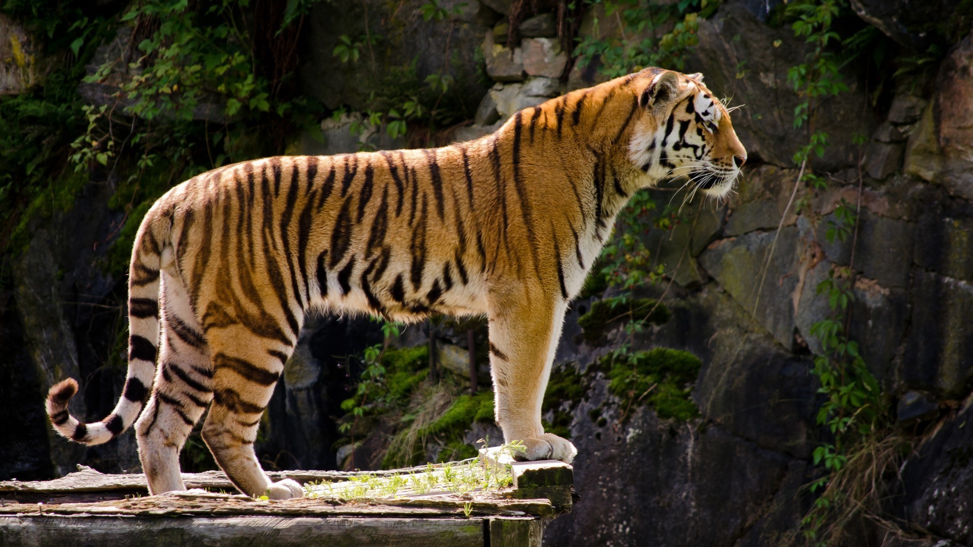 тигры тигр дикой природы кошка млекопитающее зоопарк джунгли животное охотник дикий хищник природа сафари опасность большой мясоед мех глядя охота полоса портрет