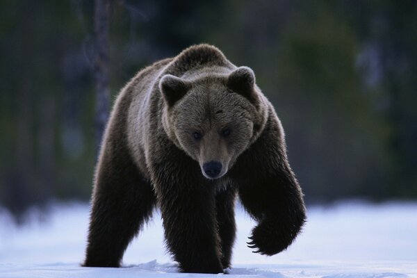 Portrait photo of a brown bear