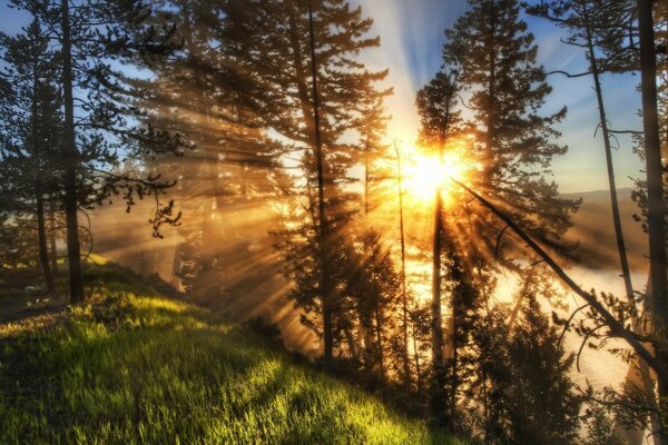 Il sole penetrante illumina i pini