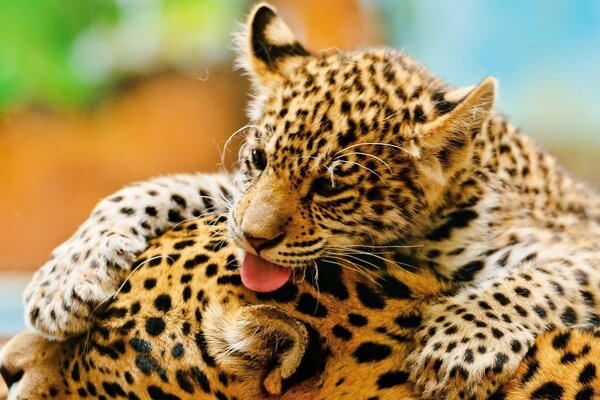 Gatito Jaguar jugando con su mamá