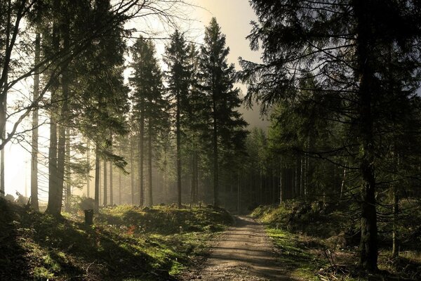 Pine forest on a clear day