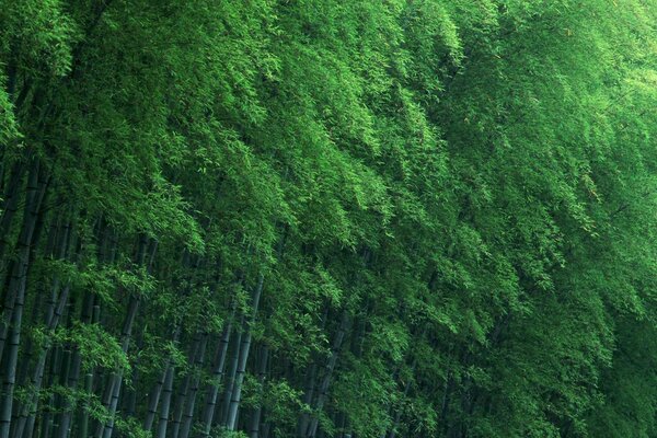 Luxuriante, jeune cime de la jeune forêt