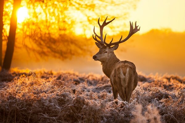 Hirsch in der Natur auf Sonnenuntergang Hintergrund