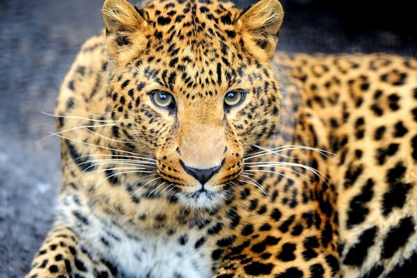 The wary leopard lay down on the ground