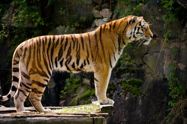 A proud tiger at the foot of the cliffs