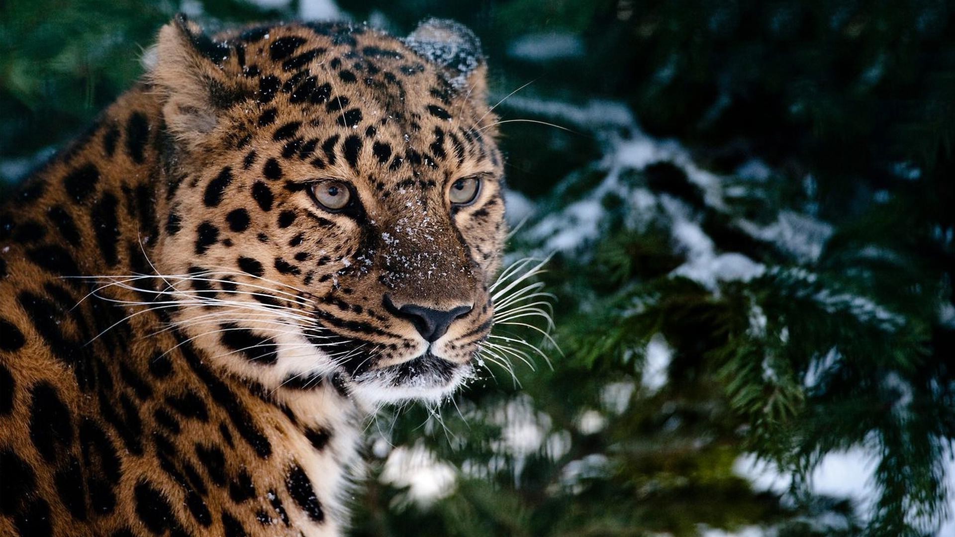 leoparden tierwelt katze raubtier säugetier leopard natur jäger fleischesser wild fell tier gefahr zoo groß safari dschungel