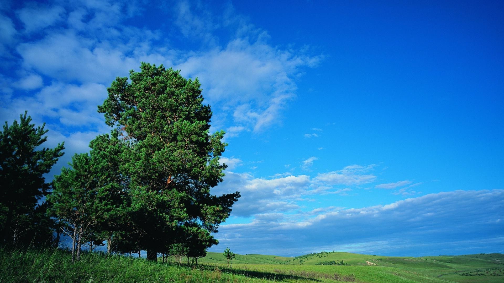 лето природа пейзаж небо дерево на открытом воздухе трава сельской местности хорошую погоду сельских древесины солнце