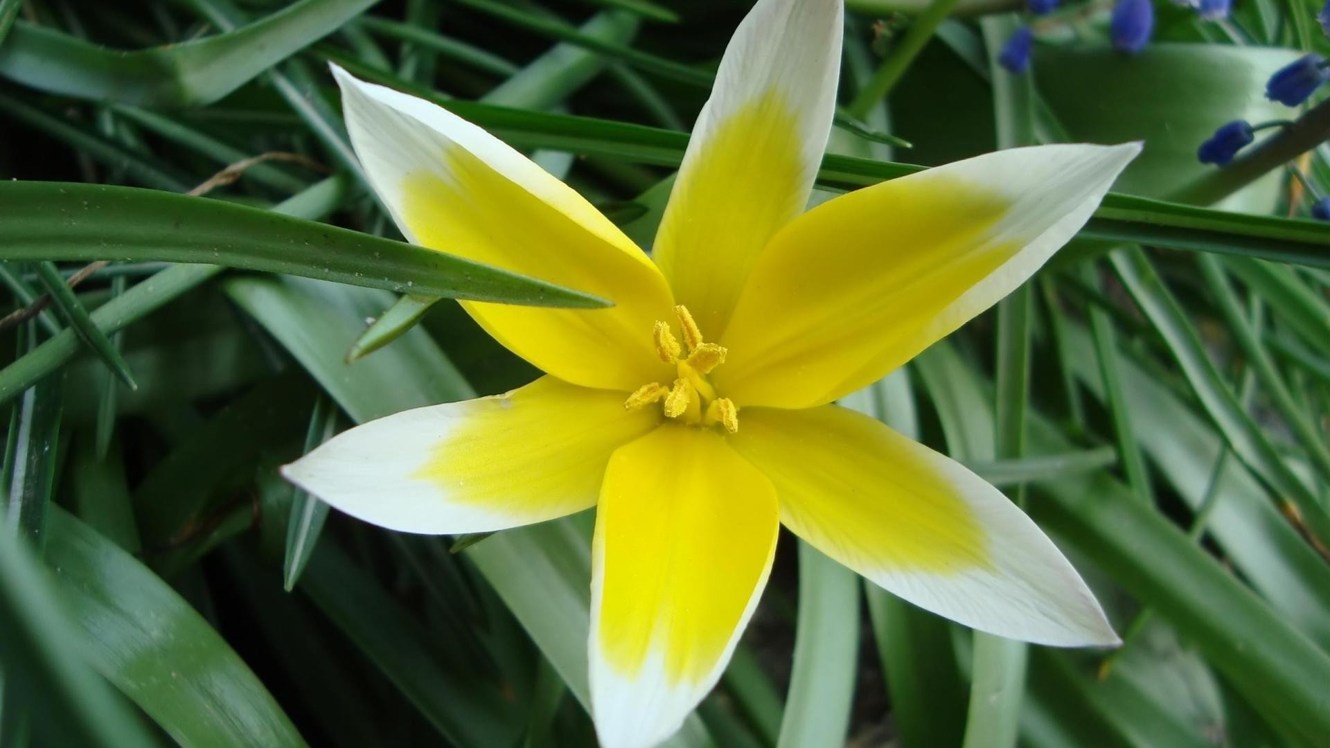 nahaufnahme natur flora blume blatt garten hell sommer ostern blütenblatt saison blühen wachstum blumen farbe schließen