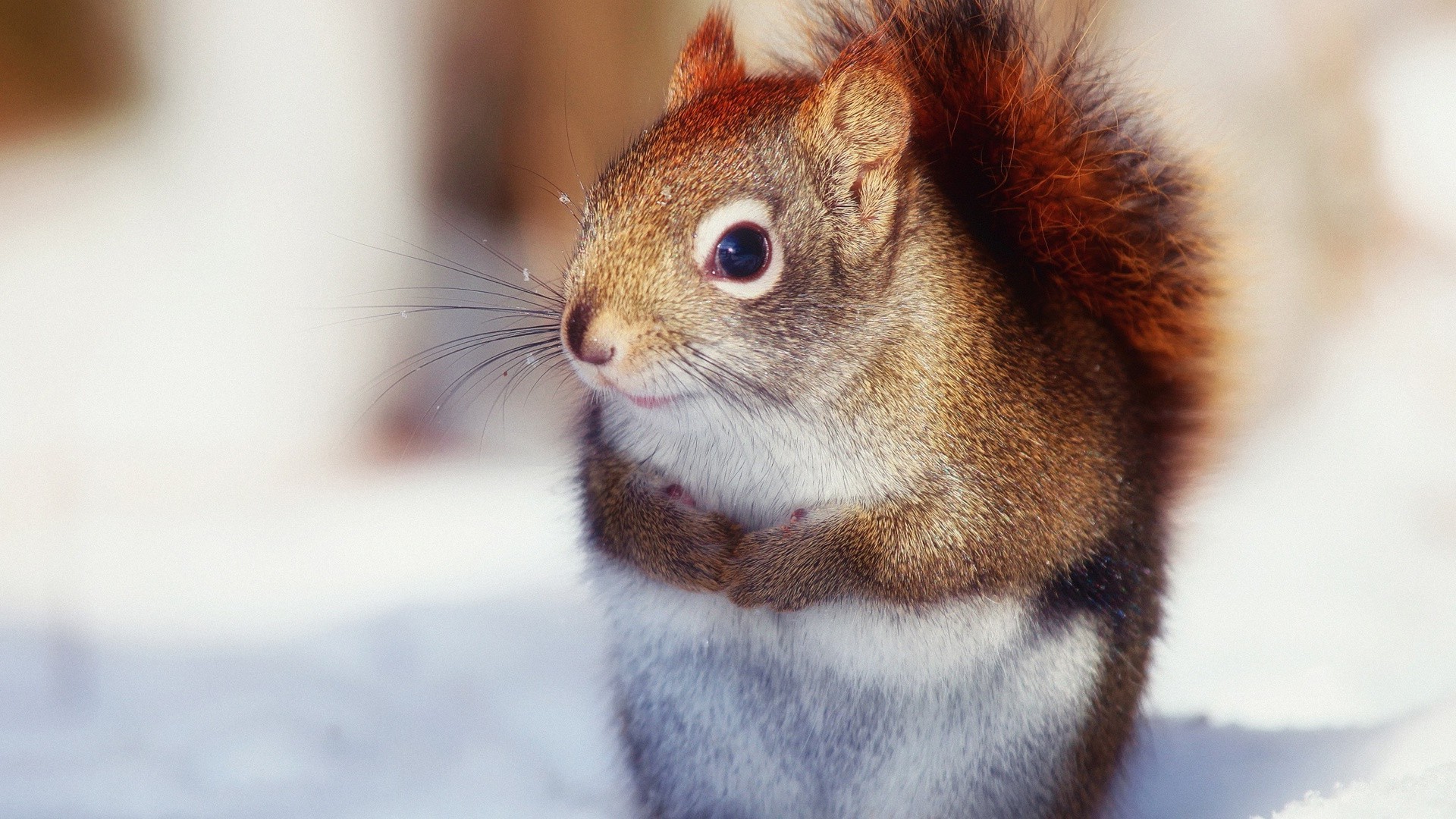 scoiattolo mammifero carino pelliccia fauna selvatica piccolo roditore lanuginoso animale uno natura ritratto sedersi occhio