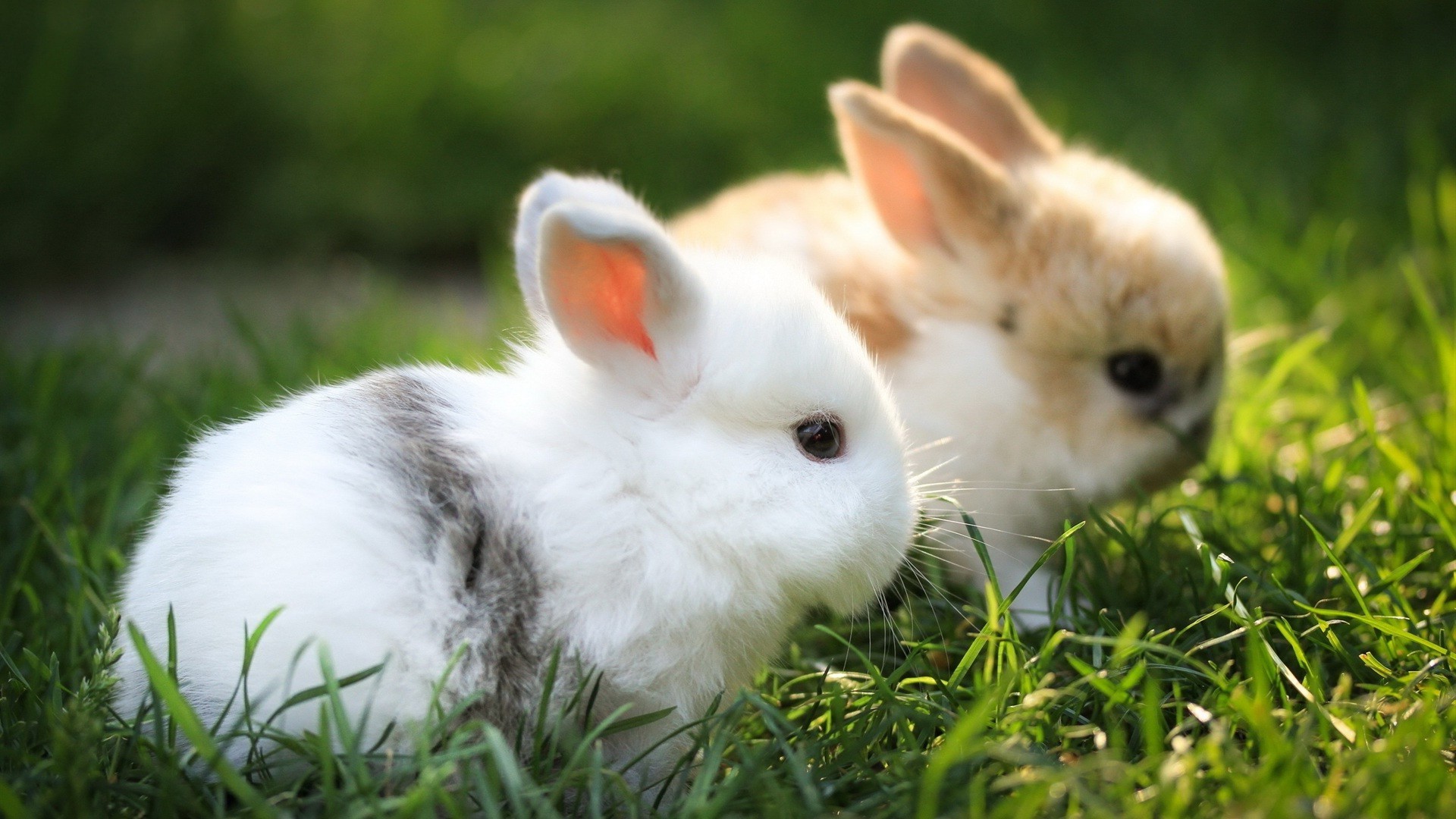 conigli coniglio coniglietto carino pasqua poco giù erba bambino giovane animale pelliccia animale domestico natura mammifero adorabile roditore sedersi tame ritratto