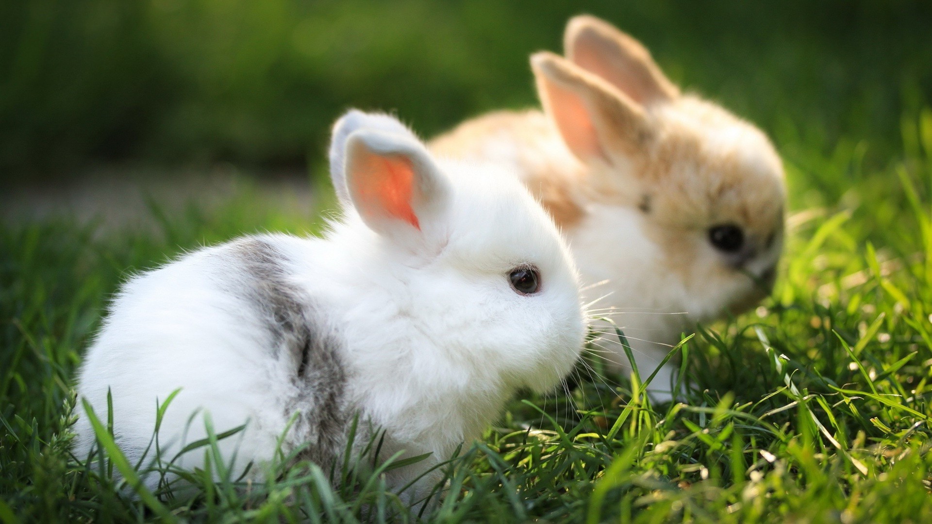 кролики кролик зайчик милые пасха мало пуховый трава ребенок молодой животное мех пэт природа млекопитающее очаровательны грызун сидеть таме портрет