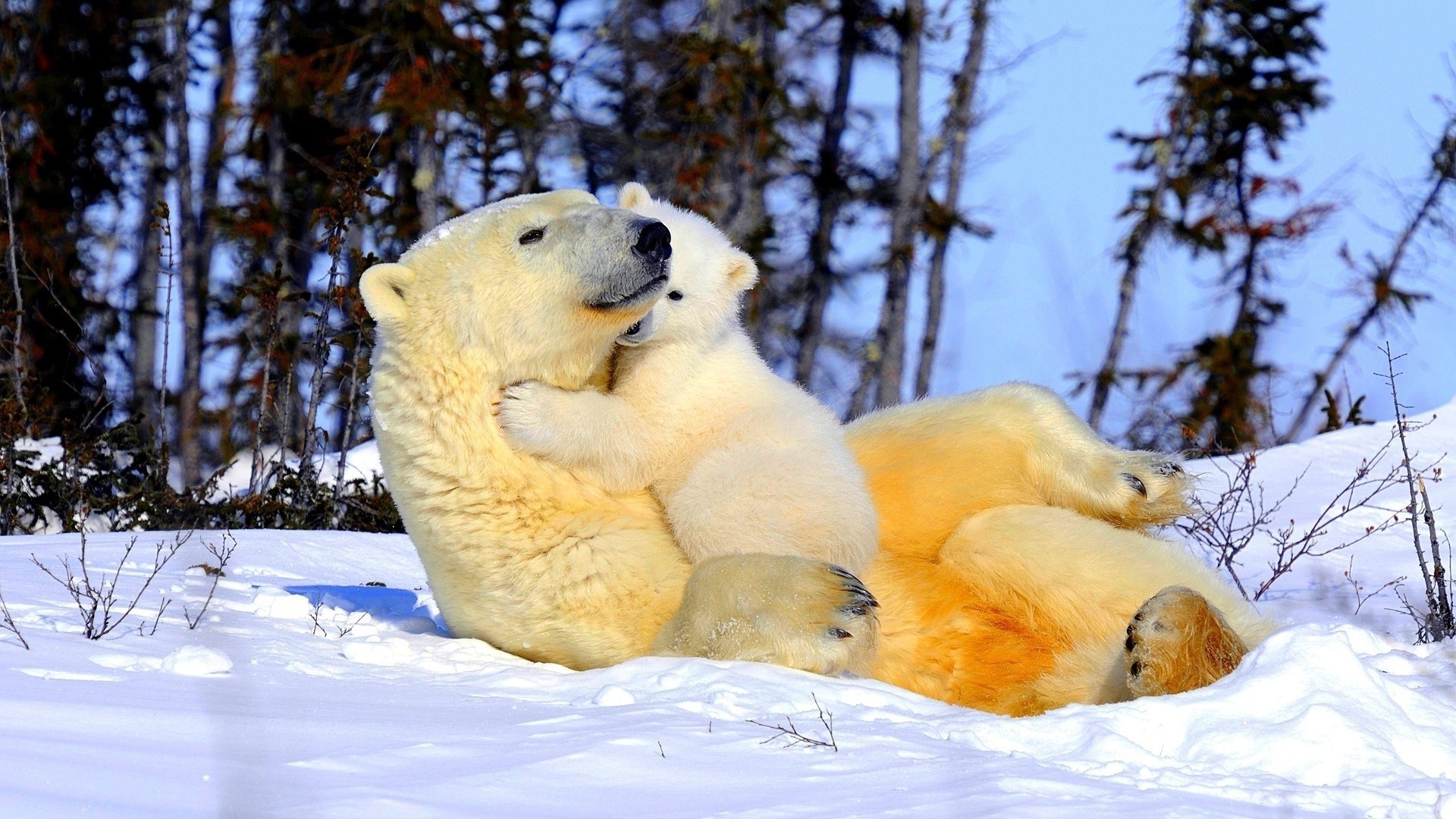 Белые медведи - мама и малыш - обои на телефон бесплатно.