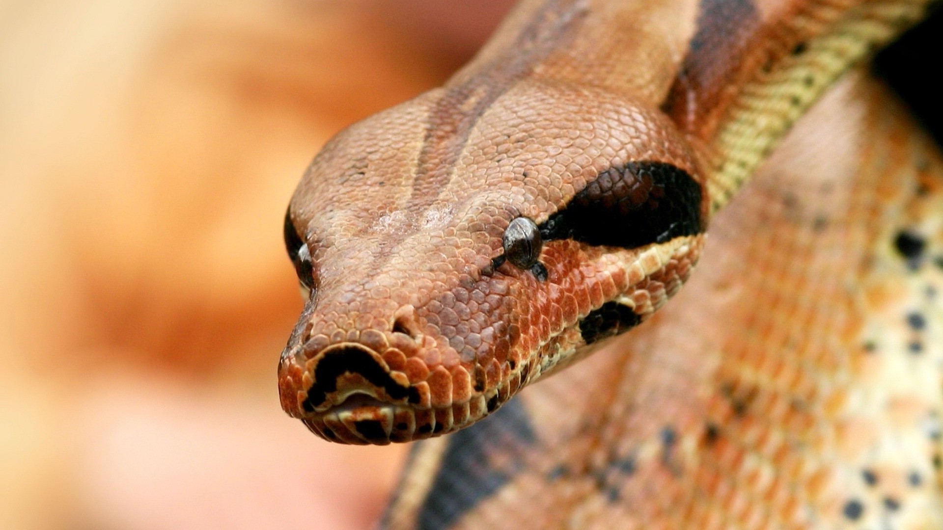 animaux serpent gazebo boa python la faune la nature poison viper animal zoologie animal de compagnie herpétologie échelle exotique venin biologie prédateur danger espèces aperçu