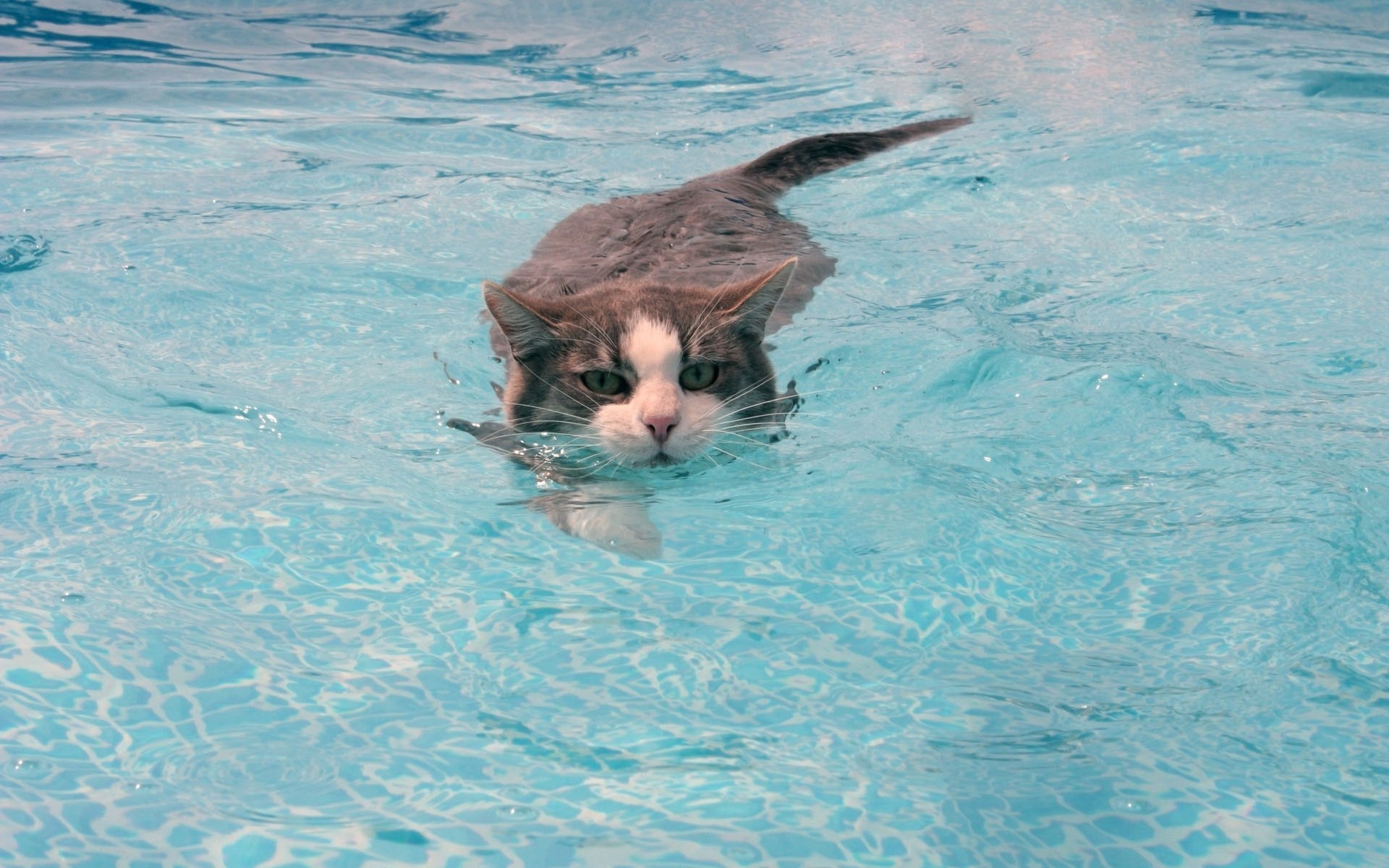 猫 游泳 水 游泳池 湿 动物 哺乳动物 夏天 自然 娱乐 海 飞溅 可爱