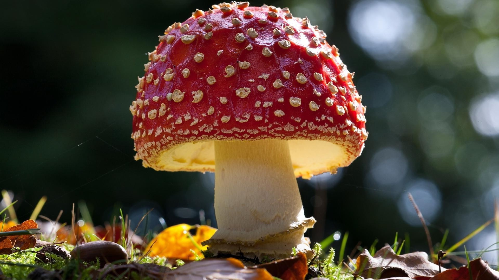 plantes champignon automne champignon nature feuille à l extérieur nourriture flore saison champignon bois herbe couleur