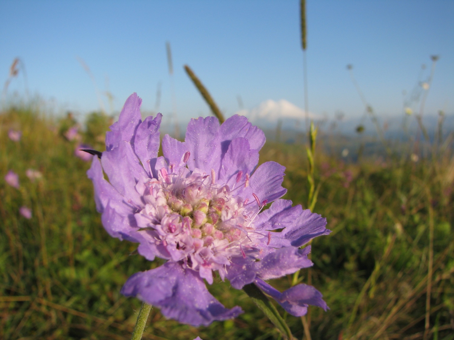 花 花 自然 田野 干草 草 植物 夏天 户外 颜色 花园 盛开 花卉 美丽 季节 特写 好天气 花瓣