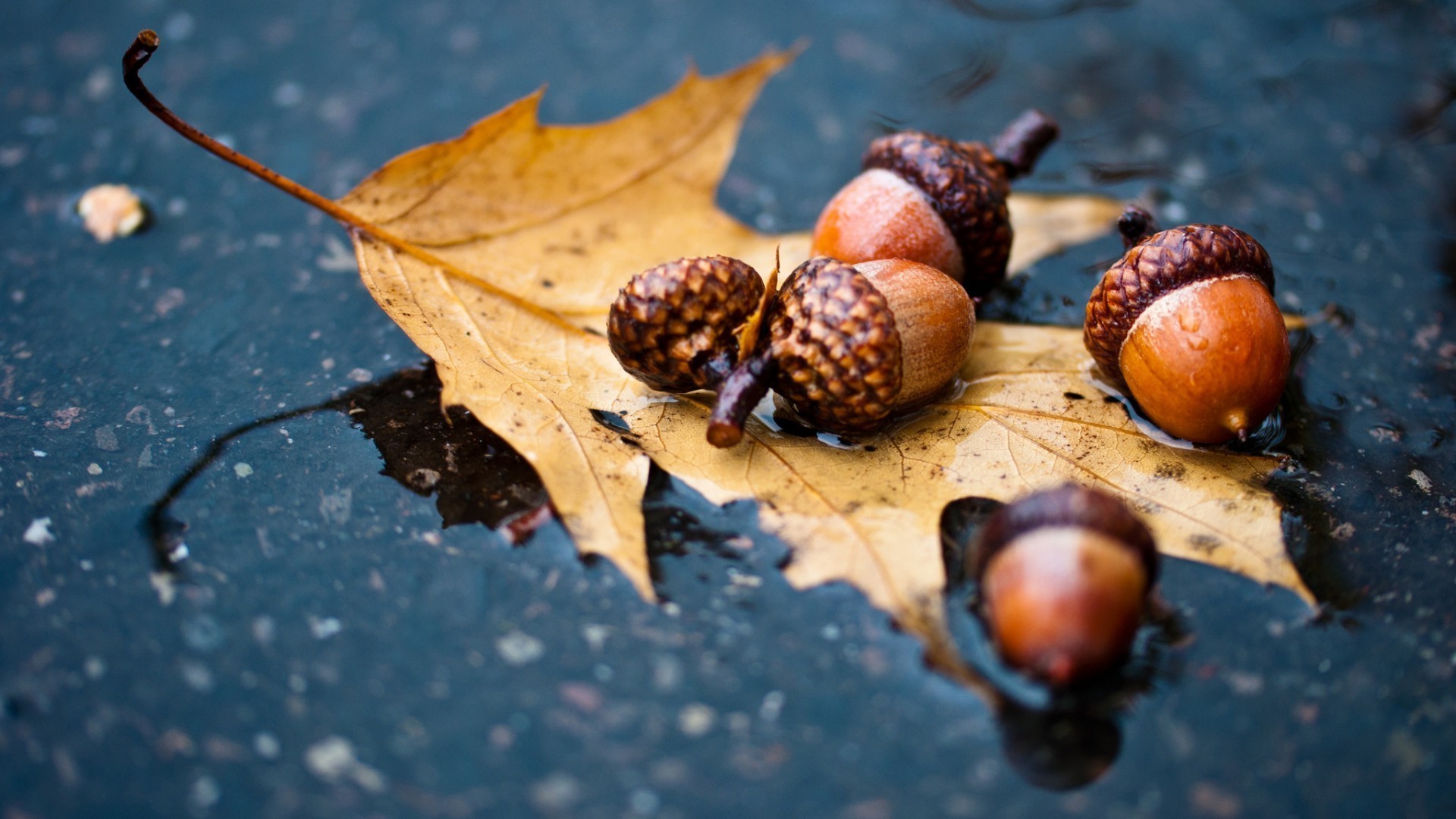 droplets and water fall leaf nature food fruit desktop wood close-up season nut tree flora color