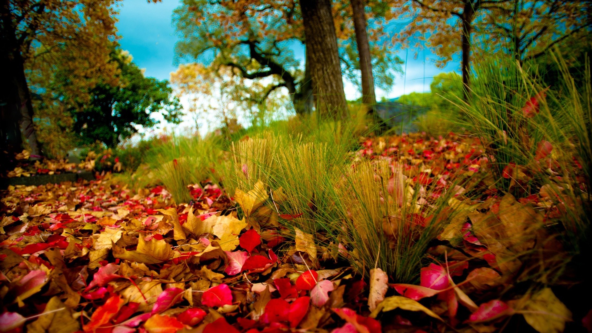 feuilles automne feuille arbre nature parc érable à l extérieur bois saison paysage couleur jardin flore fleur