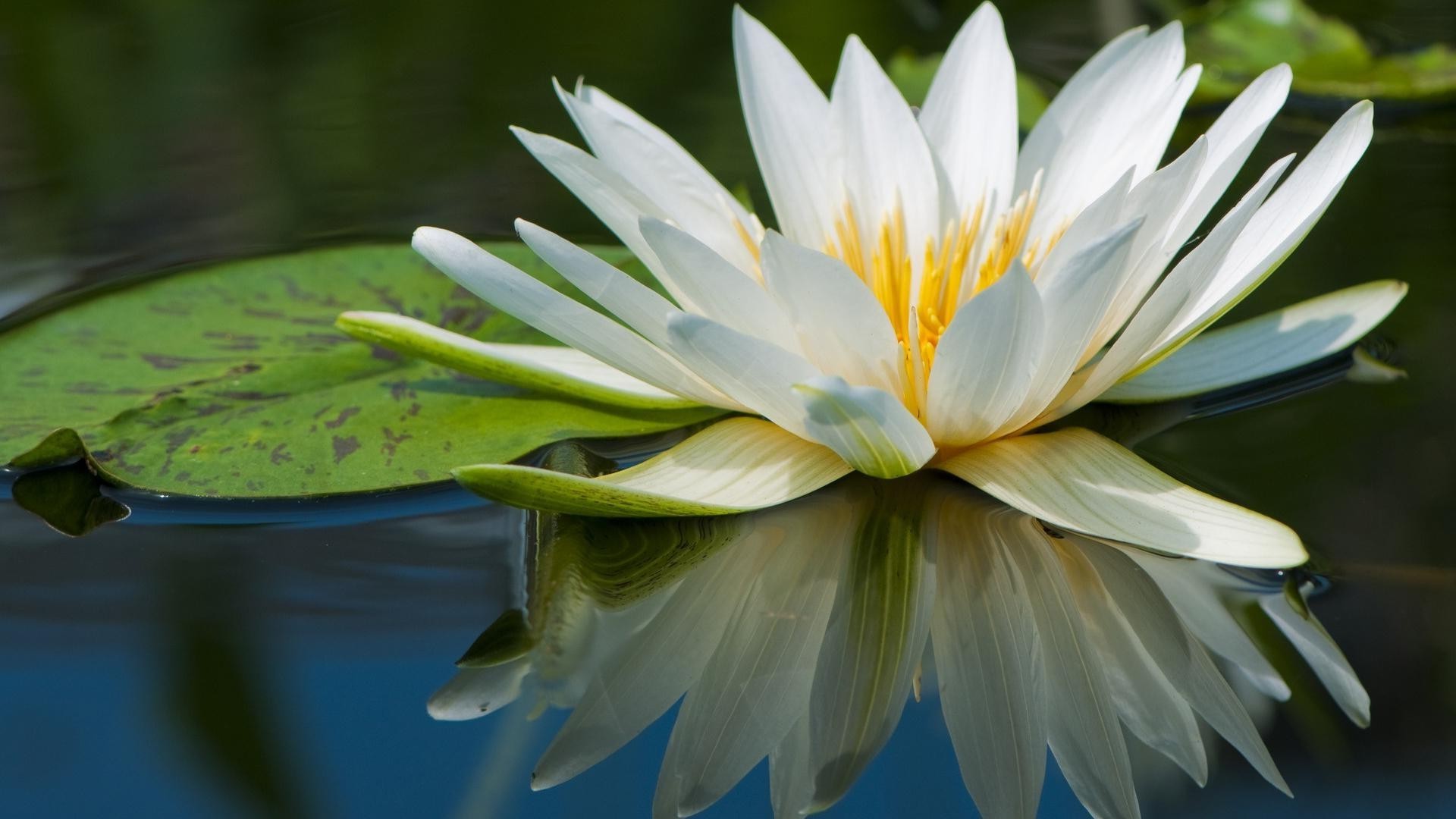 suda çiçekler çiçek doğa lotus flora yaprak zambak havuz bahçe çiçek açan yaz petal güzel tropikal egzotik çiçek zen nilüfer sulu yakın çekim