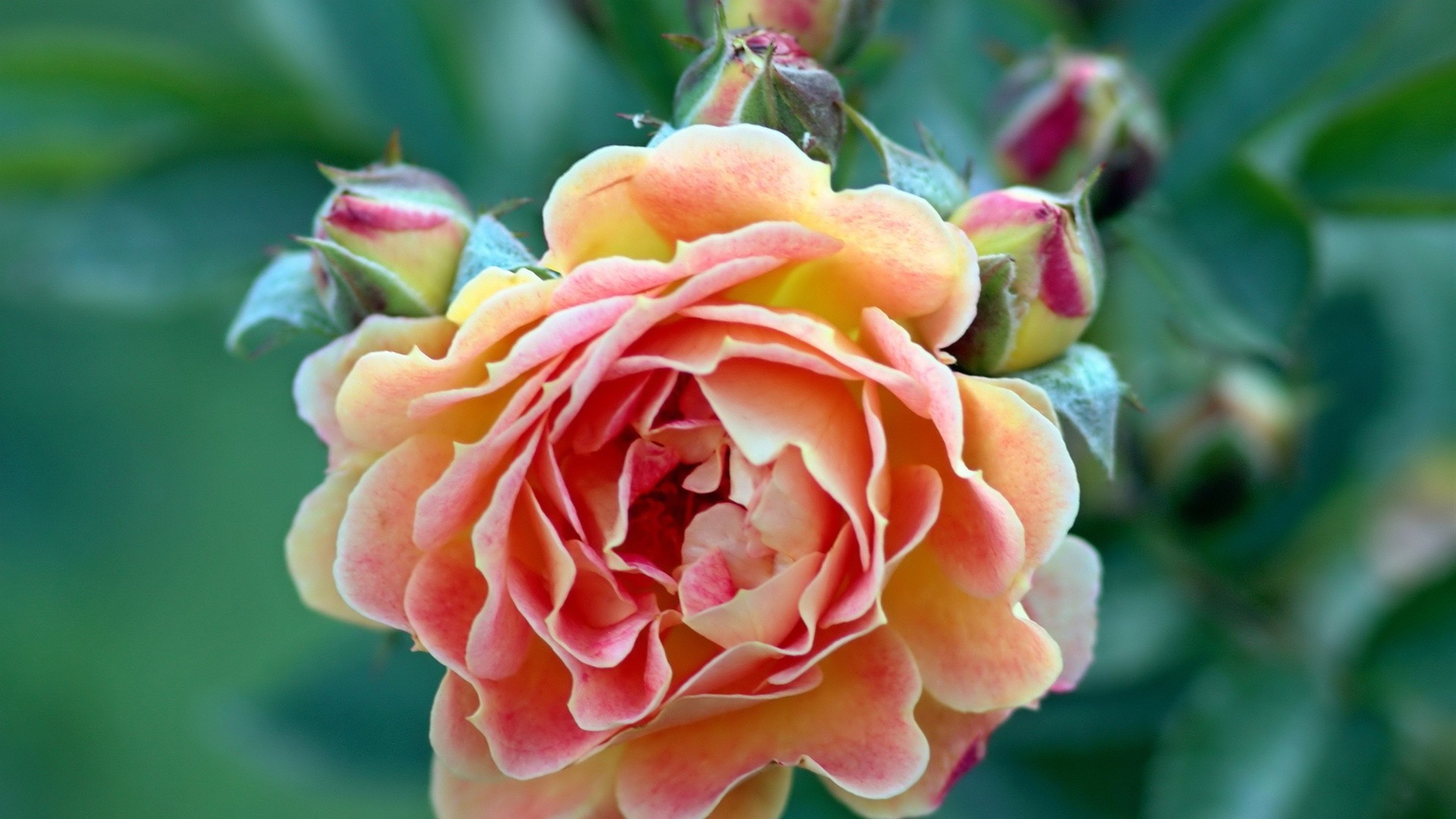 цветы роза цветок природа лист флора сад цветочные лепесток блюминг лето романтика любовь на открытом воздухе крупным планом романтический цвет яркий
