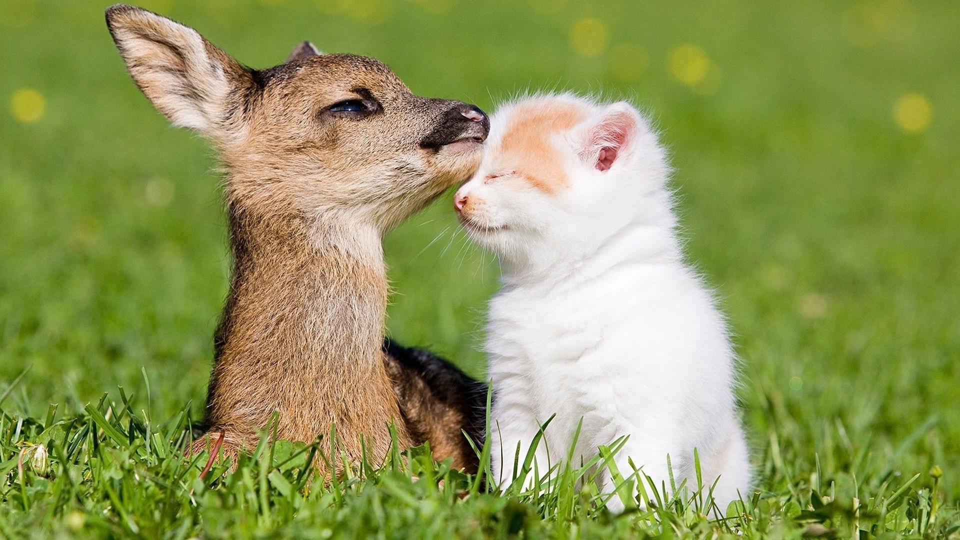 tiere gras tier niedlich säugetier natur tierwelt fell wenig junge kind porträt auge heuhaufen