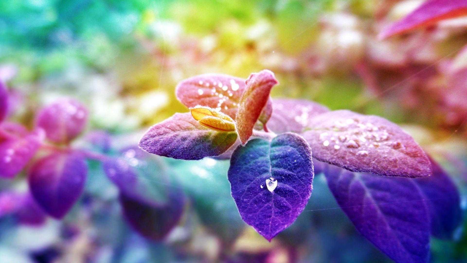 leaves nature flora flower garden leaf color close-up season summer beautiful floral bright blooming outdoors petal violet desktop botanical decoration