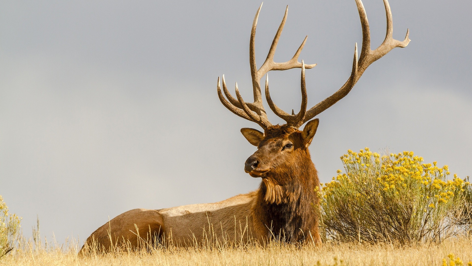 cerf panthère mammifère la faune herbe nature enterrement de vie de garçon elk à l extérieur champ réservoir foin rack sauvage