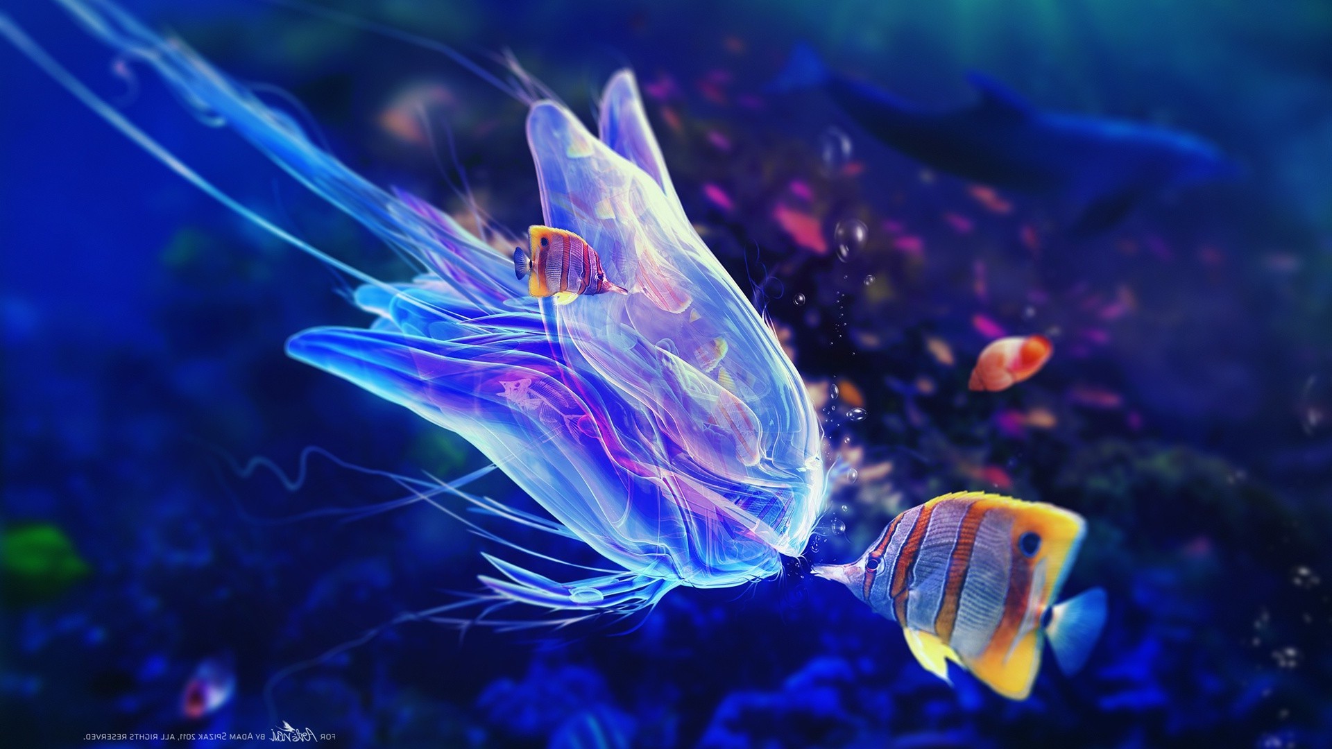 животные подводный океан рыбы аквариум воды море рабочего стола плавание медузы цвет