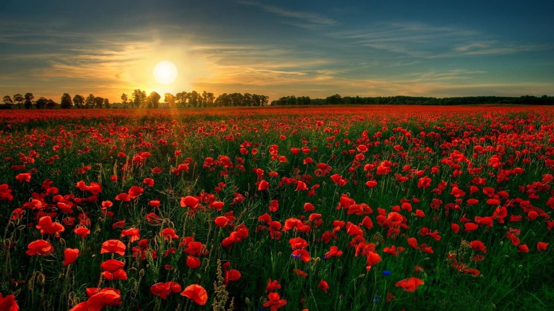 закат и рассвет цветок поппи поле сенокос природа флора сельских цвет на открытом воздухе сельское хозяйство пейзаж лето цветочные яркий рост солнце