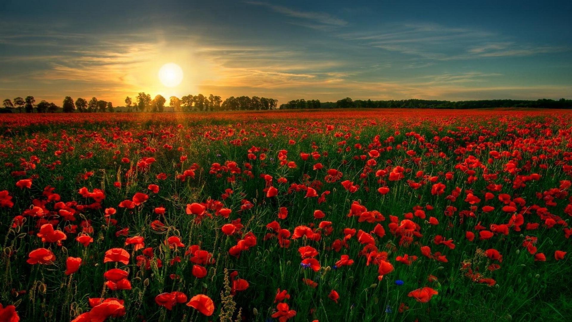 günbatımı ve şafak vakti çiçek haşhaş alan saman biçme makinesi doğa flora kırsal renk açık havada tarım manzara yaz çiçek parlak büyüme güneş