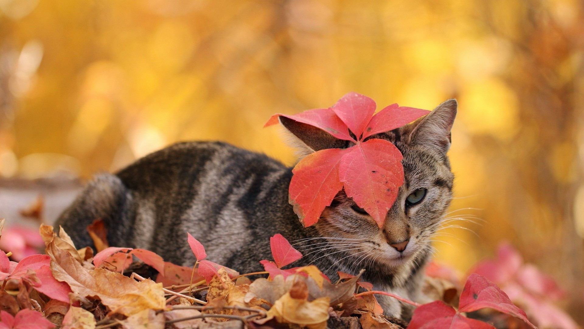 cats cat cute nature fall animal little mammal pet outdoors fur kitten leaf portrait eye domestic color funny young