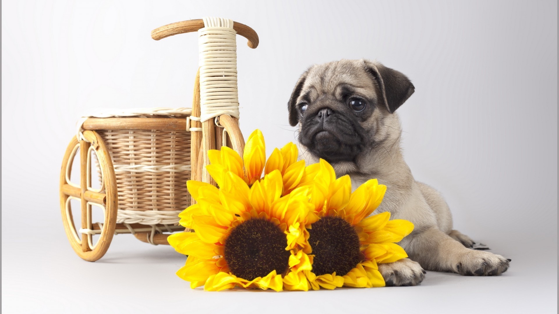 hunde niedlich wenig haustier desktop studio inländische lustig