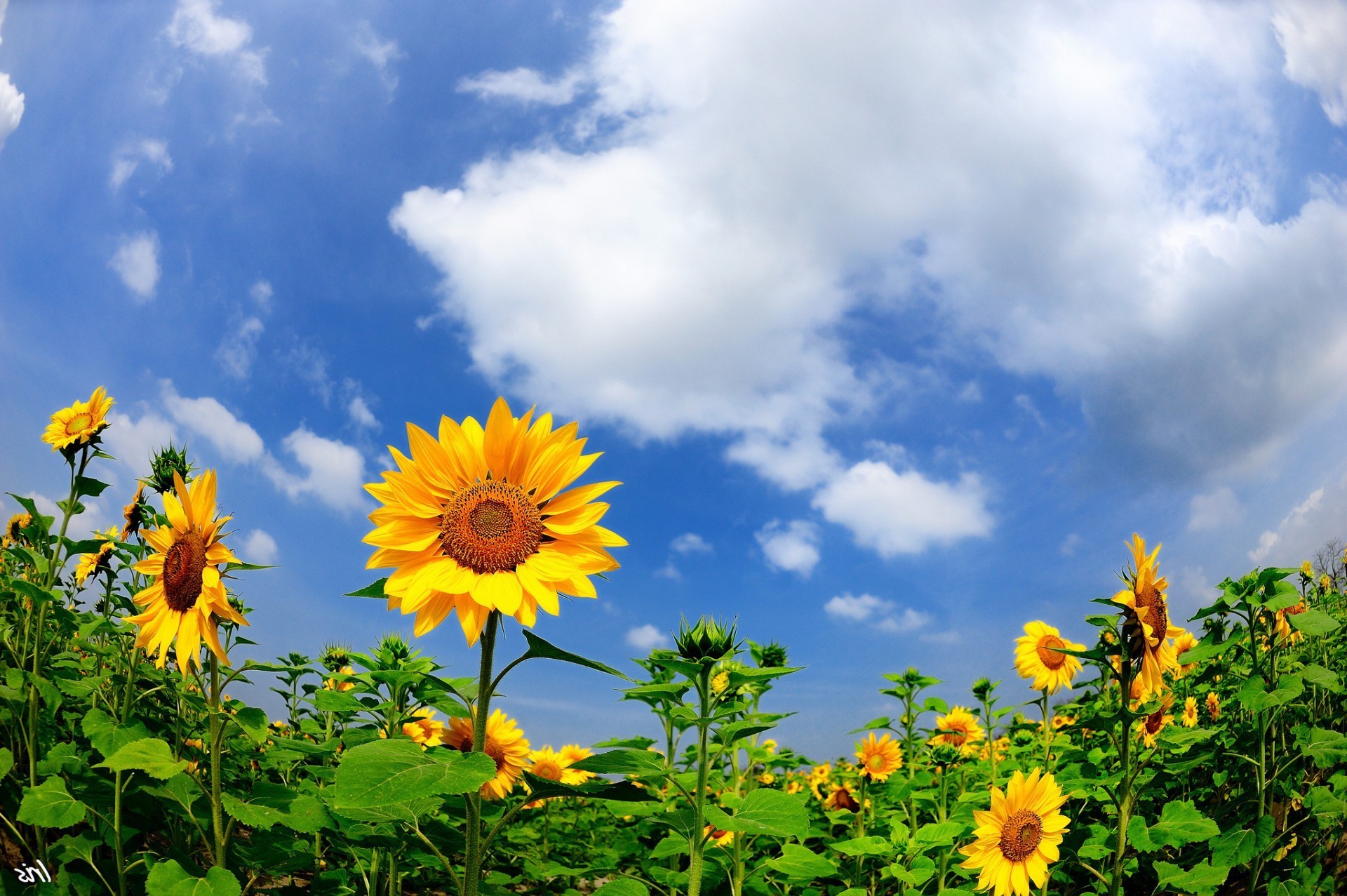 flowers summer nature flower growth leaf flora sun bright fair weather sunflower field rural outdoors sky garden floral