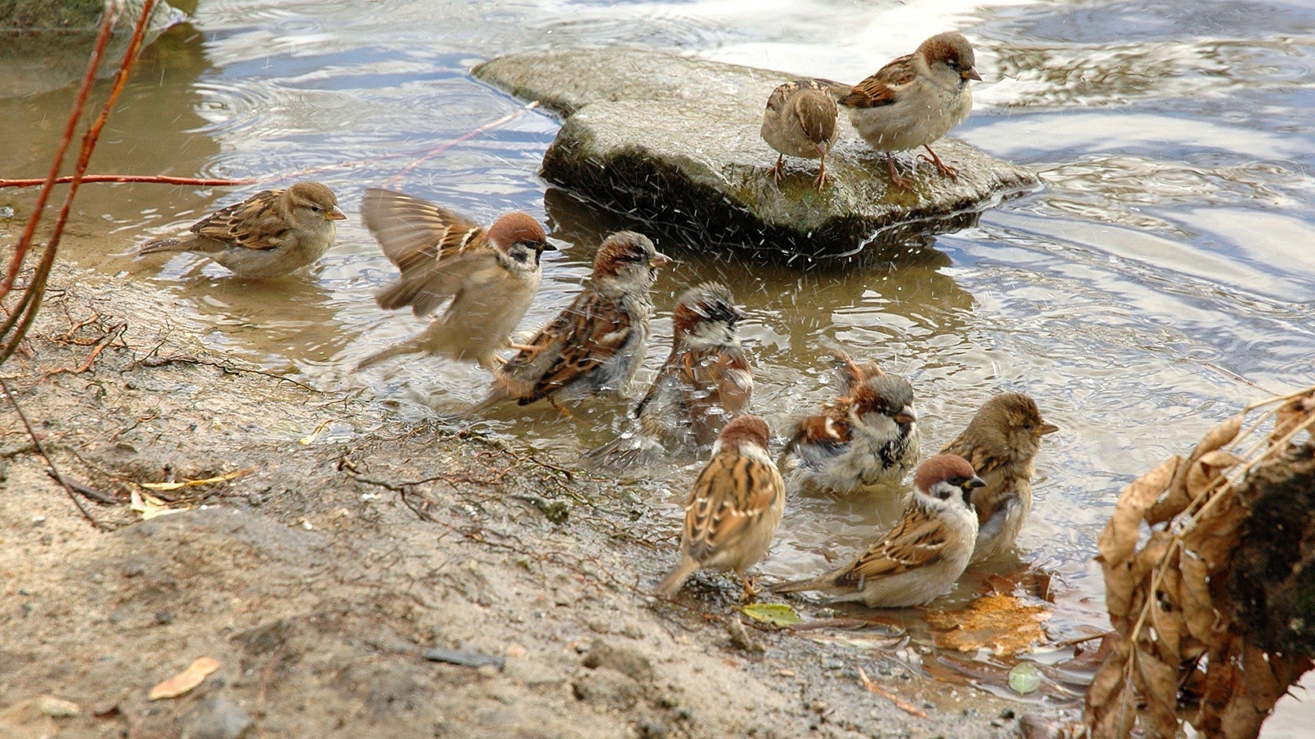 animals bird wildlife nature water animal outdoors duck poultry pool two wild