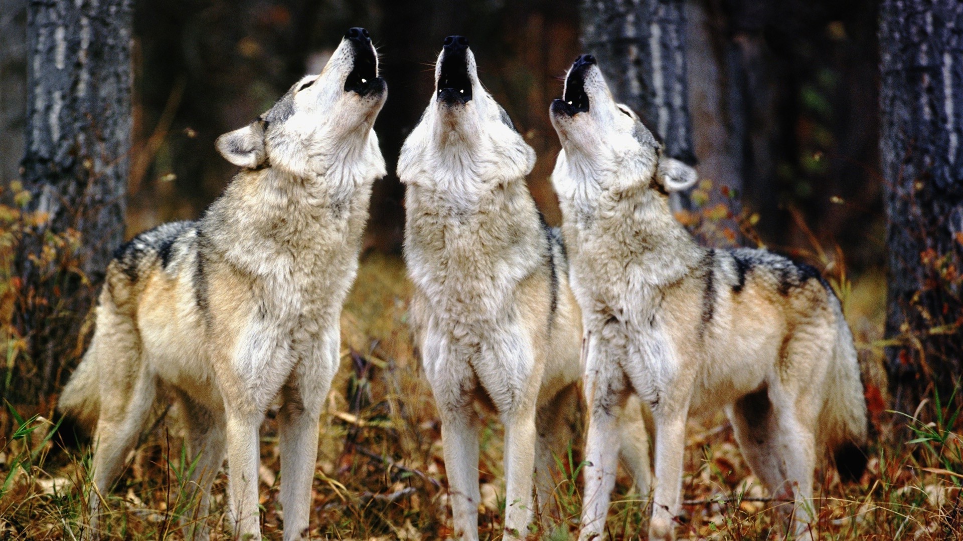 animais cinegrafista mamífero cão lobo animal natureza grama canis selvagem vida selvagem predador pele retrato