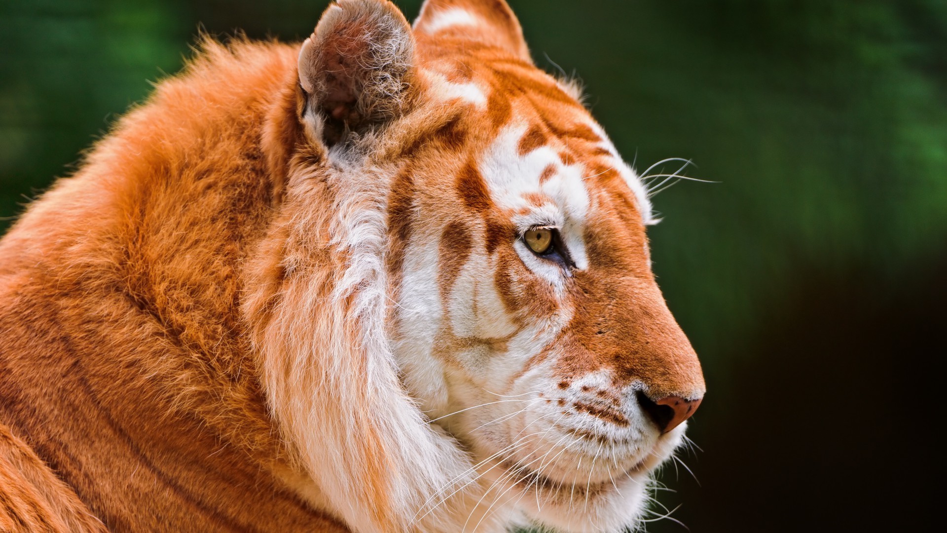 tigri mammifero gatto fauna selvatica animale pelliccia zoo ritratto predatore natura selvaggio cacciatore occhio tigre grande giungla carino safari