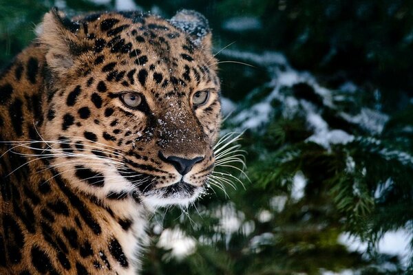 Il leopardo guarda misteriosamente da sotto l albero di Natale