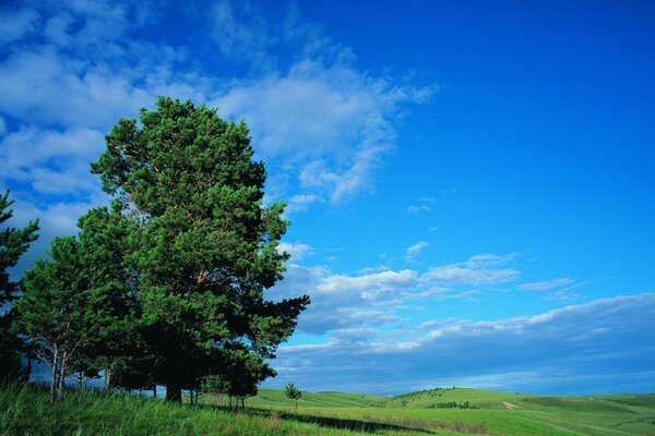 Sommerlichtung mit Bäumen und blauem Himmel