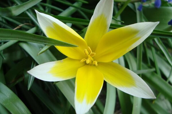 Flor y hojas de cerca