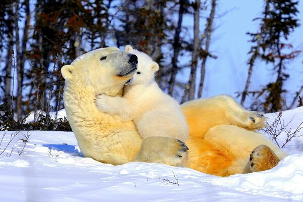 A bear with a bear cub in the snow