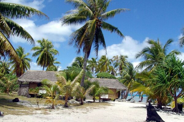 Tropischer Strand mit Kokosbäumen