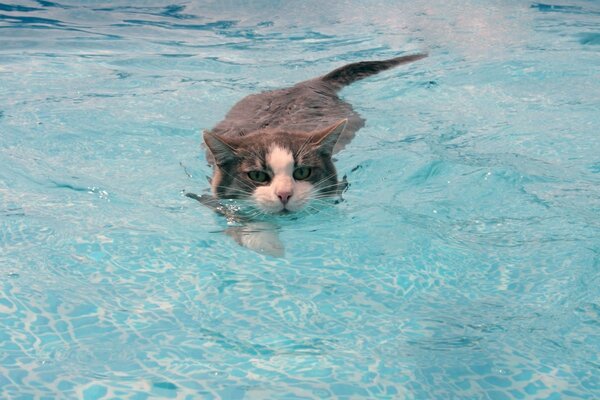 Furchtlose Katze lernt zu schwimmen und hat keine Angst vor Wasser